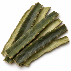 Dried San Pedro Cactus Skin strips (Echinopsis pachanoi)