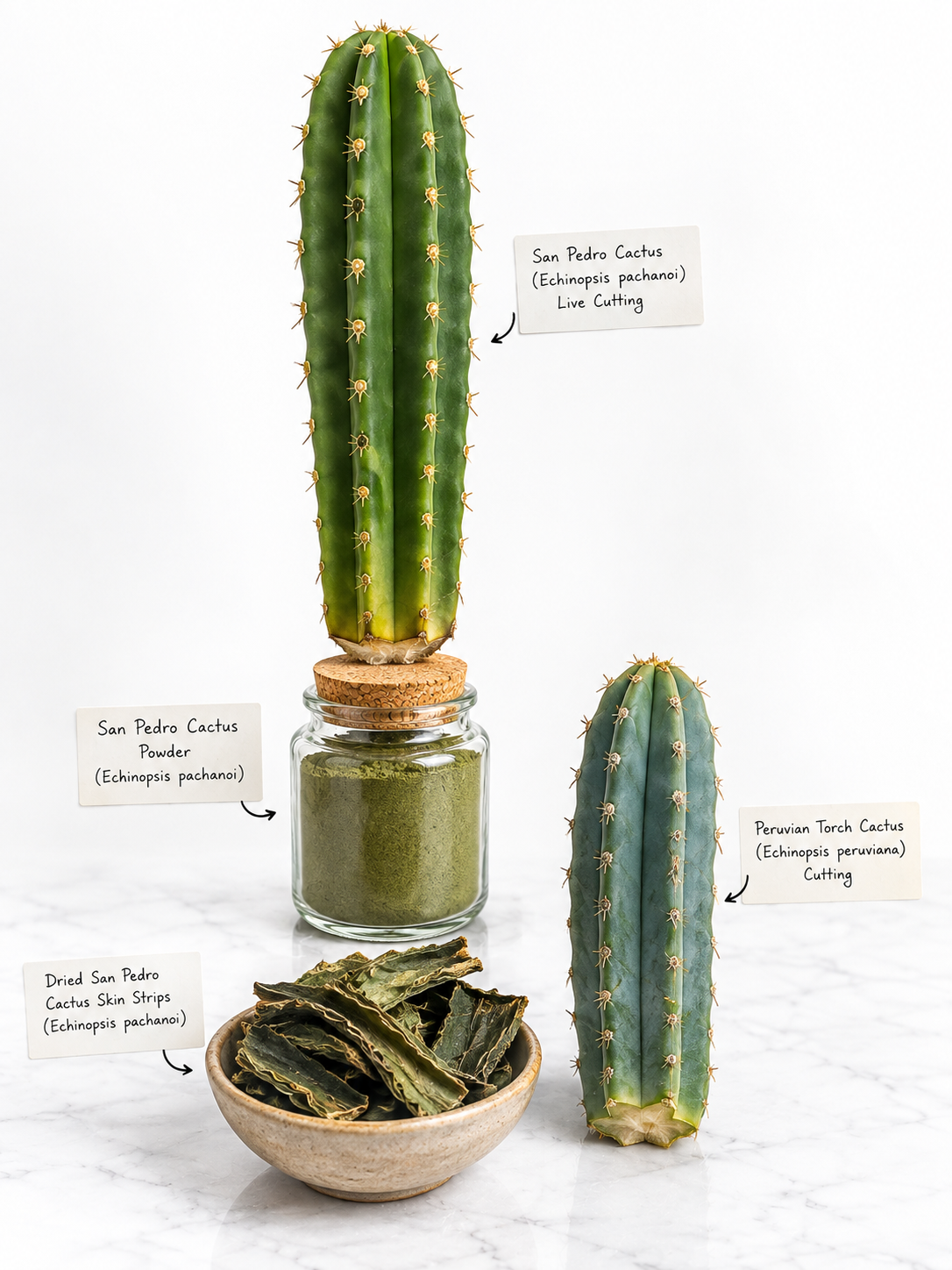 san pedro cactus